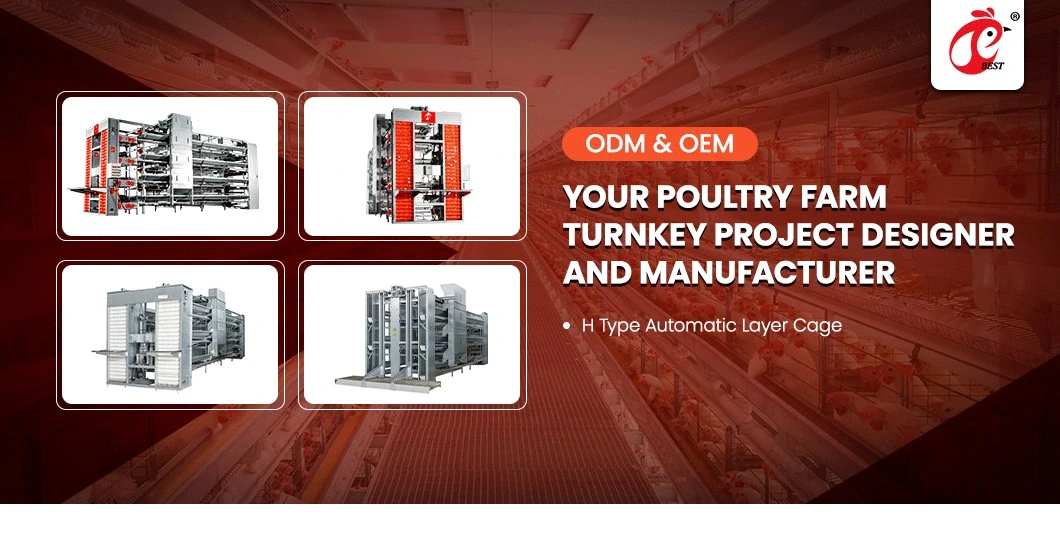 Bestchickencage H Type Layer Cage China Layer Cage Chicken Equipment Factory Free Sample ISO9001: 2008 Certification Layers Cage 20000 Chickens Poultry Farm